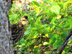 Canachites canadensis