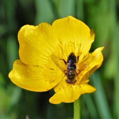 Anasimyia perfidiosus