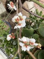Prunus mume