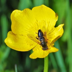 Anasimyia perfidiosus