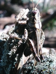 Melanoplus macclungi