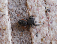 Metacyrba taeniola similis