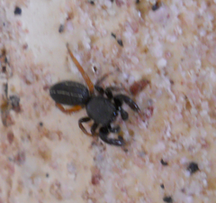 Metacyrba taeniola similis