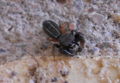 Metacyrba taeniola similis