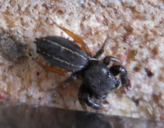Metacyrba taeniola similis