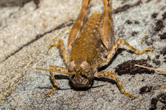 Brachaspis collinus