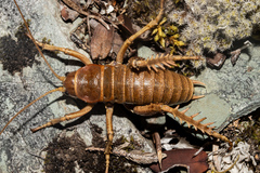 Deinacrida tibiospina