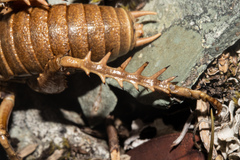 Deinacrida tibiospina