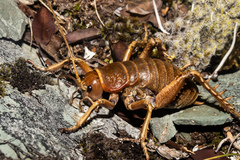 Deinacrida tibiospina