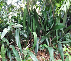 Sansevieria trifasciata