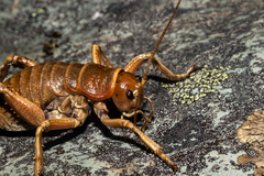Deinacrida tibiospina