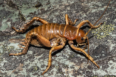 Deinacrida tibiospina