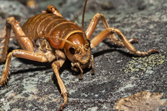 Deinacrida tibiospina