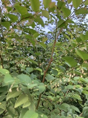 Phyllanthus mocinianus