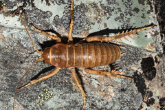 Deinacrida tibiospina