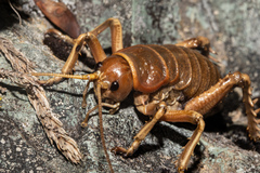 Deinacrida tibiospina