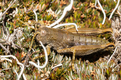 Brachaspis collinus