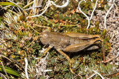 Brachaspis collinus
