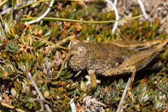 Brachaspis collinus