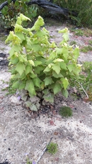 Lasiopetalum schulzenii