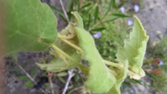 Lasiopetalum schulzenii