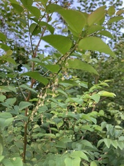 Phyllanthus mocinianus