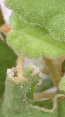 Lasiopetalum schulzenii