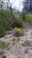 Lasiopetalum schulzenii