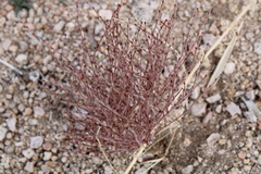 Eriogonum nidularium