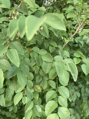 Phyllanthus mocinianus