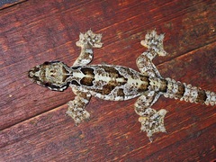 Gekko horsfieldii
