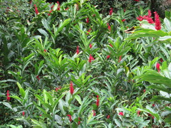 Alpinia purpurata