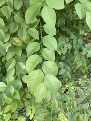 Phyllanthus mocinianus