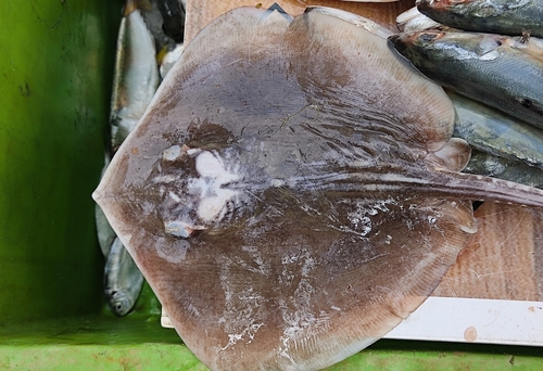Banded whiptail ray (Maculabatis gerrardi) — Dasyatidae — 3