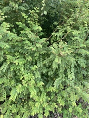 Phyllanthus mocinianus
