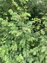 Phyllanthus mocinianus