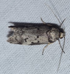 Palimmeces hemiphanes