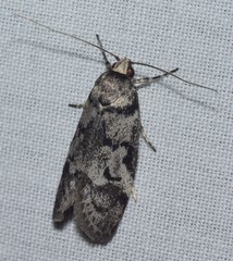 Palimmeces hemiphanes