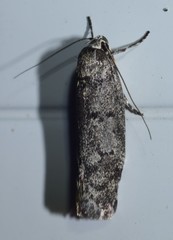 Palimmeces hemiphanes