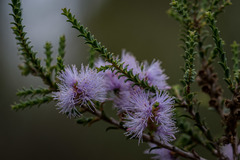 Melaleuca gibbosa