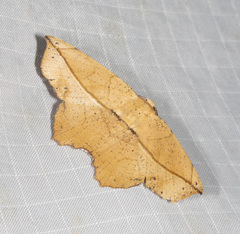Polyacme dissimilis