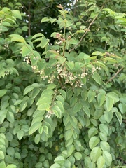 Phyllanthus mocinianus