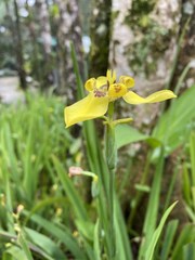 Trimezia steyermarkii