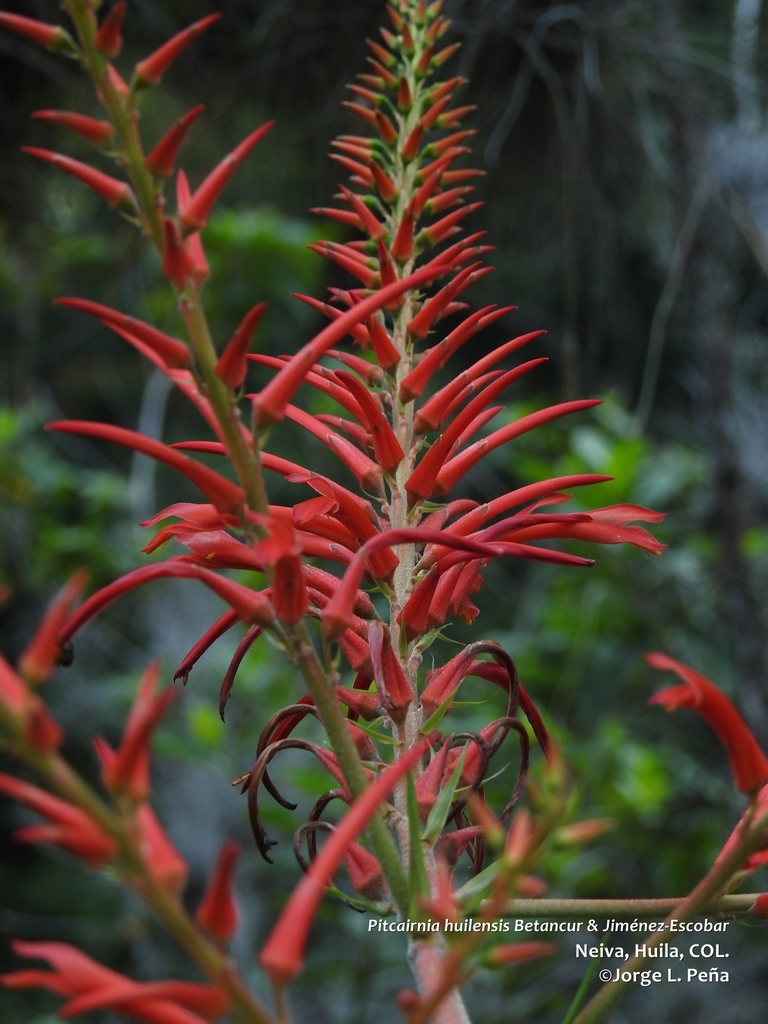 Pitcairnia huilensis