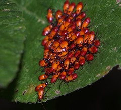 Oncopeltus spectabilis