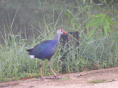 Porphyrio poliocephalus