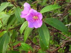 Melastoma malabathricum