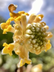 Edgeworthia chrysantha