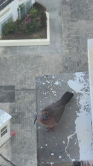 Streptopelia chinensis