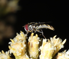 Allograpta hortensis